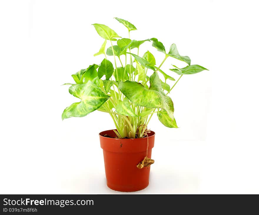 Fresh green plant in a red pot, towards white background