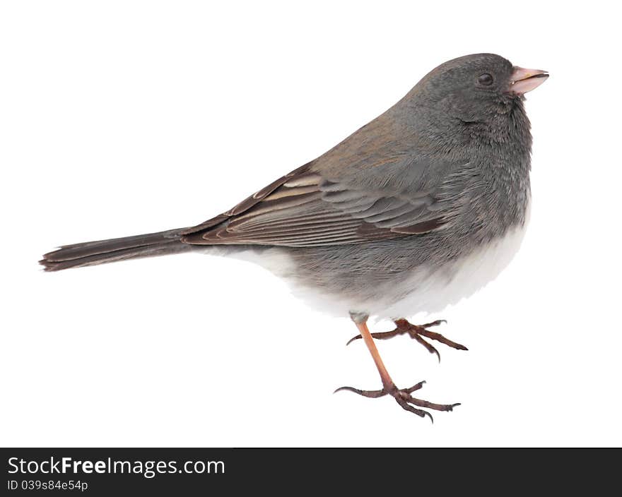 Dark-eyed Junco, Junco hyemalis, isolated