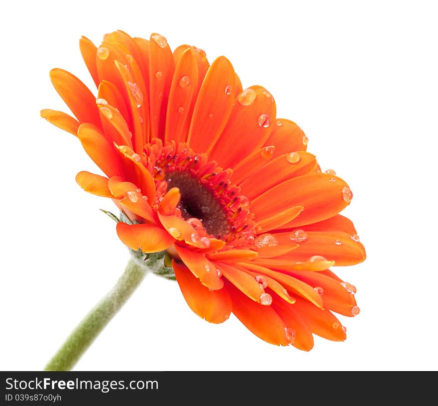 Beautiful Orange Gerbera  isolated with dewdrops. Beautiful Orange Gerbera  isolated with dewdrops