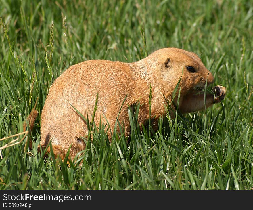 A Little Prairie Dog