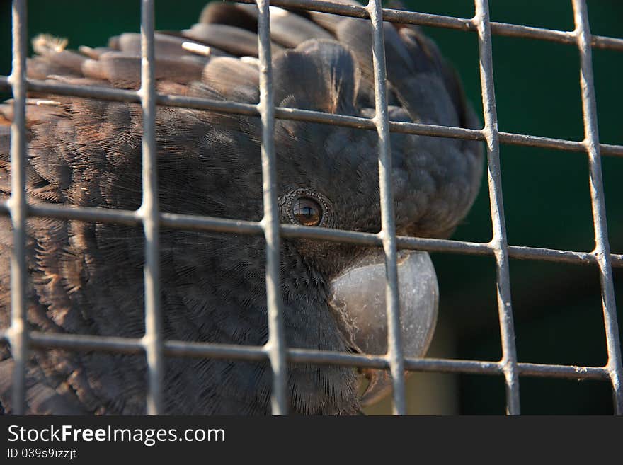 A captured cockatoo dreaming and making plans of escaping from his steel cage.