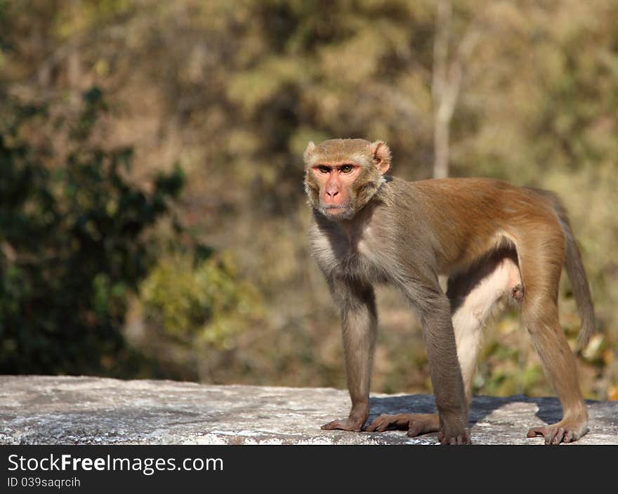 Indian Capuchin Monkey