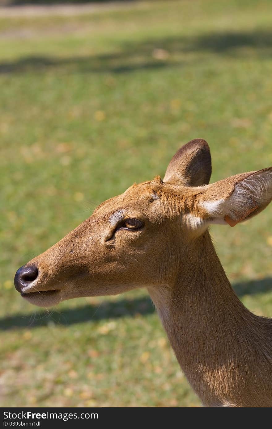 Young deer, wild animals of reproductive age.