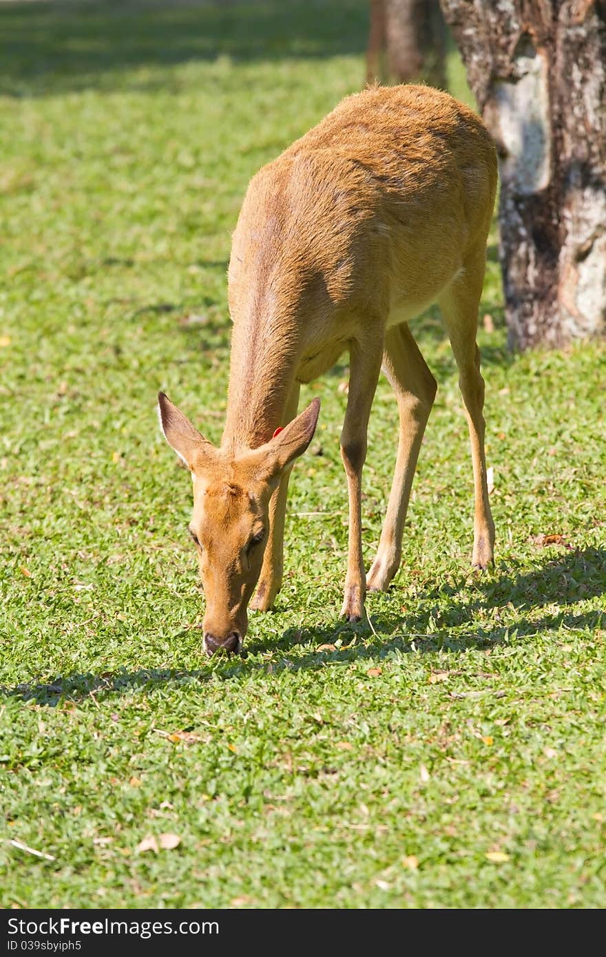 Young deer, wild animals of reproductive age.