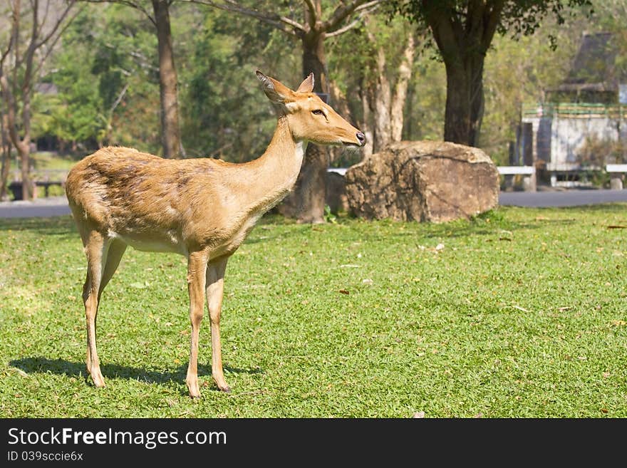 Young deer, wild animals of reproductive age.