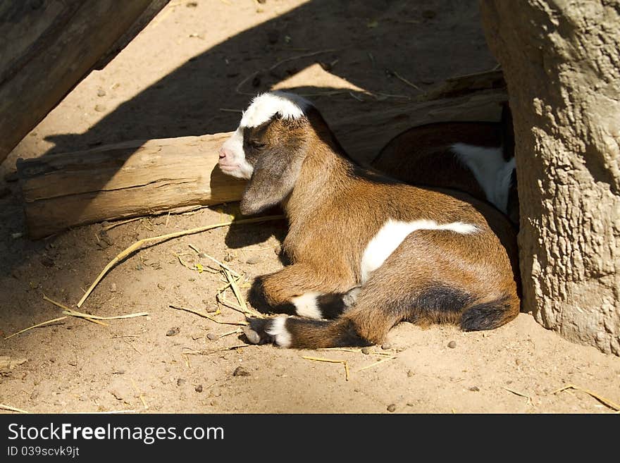 Cute kid, brown female.Goat