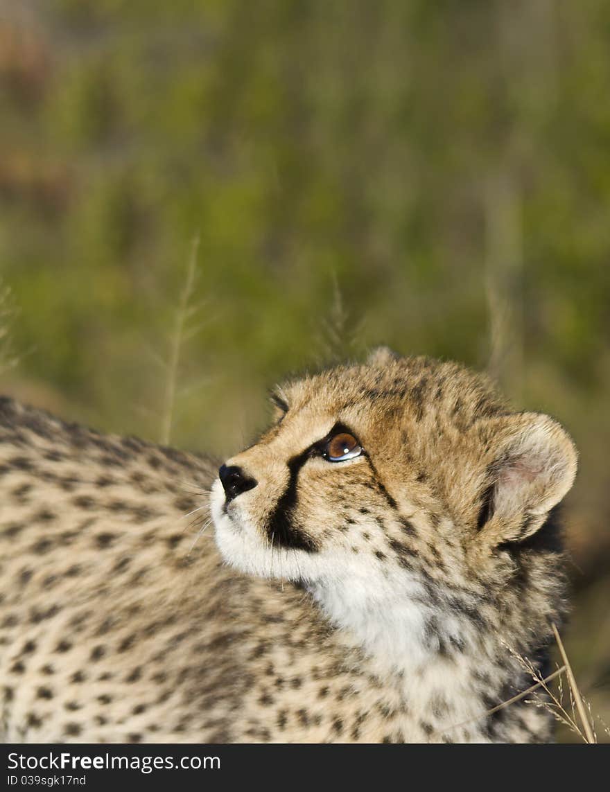 Curious cheetah cub looking up