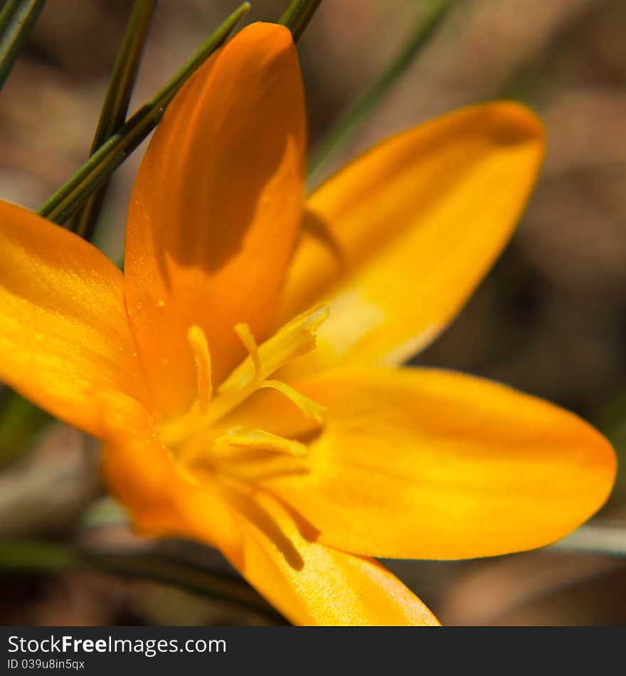 Crocus flower petal bloom in garden at springtime. Crocus flower petal bloom in garden at springtime