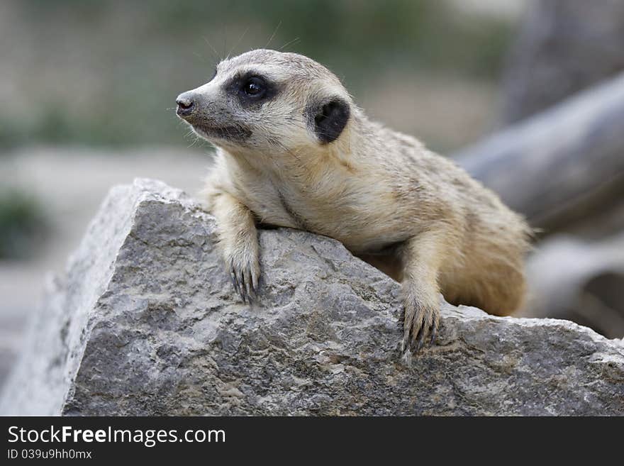 Meerkat