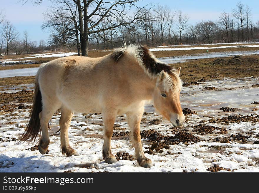 Norwegian fjord horse walking in field in winter