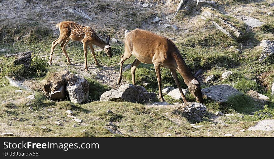 Deer on the lawn in summer