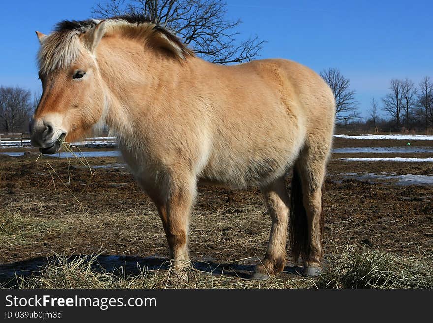 Norwegian fjord horse eating hay in sun profile