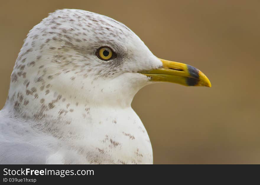 Juvenile Seagull Profile