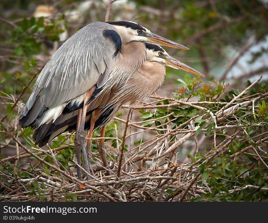 Great Blue Herons Nesting