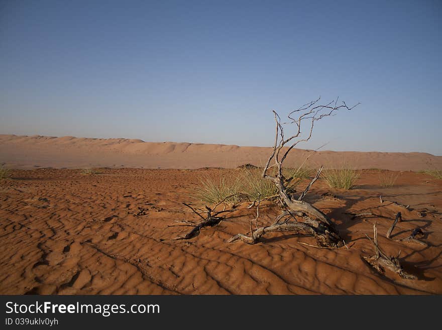 The Arabic Desert