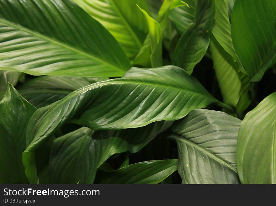 Some green room plants leafes