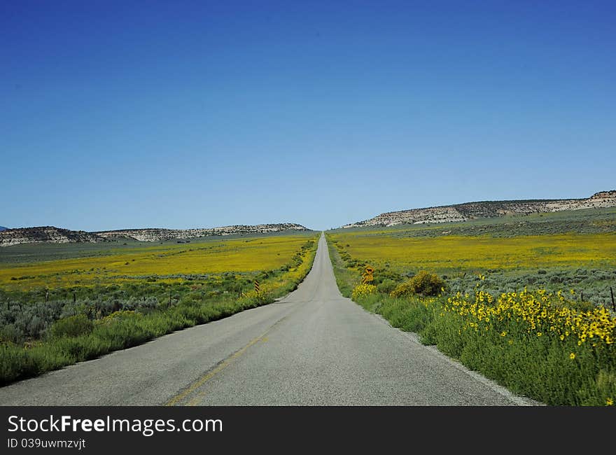 Field Of Yellow