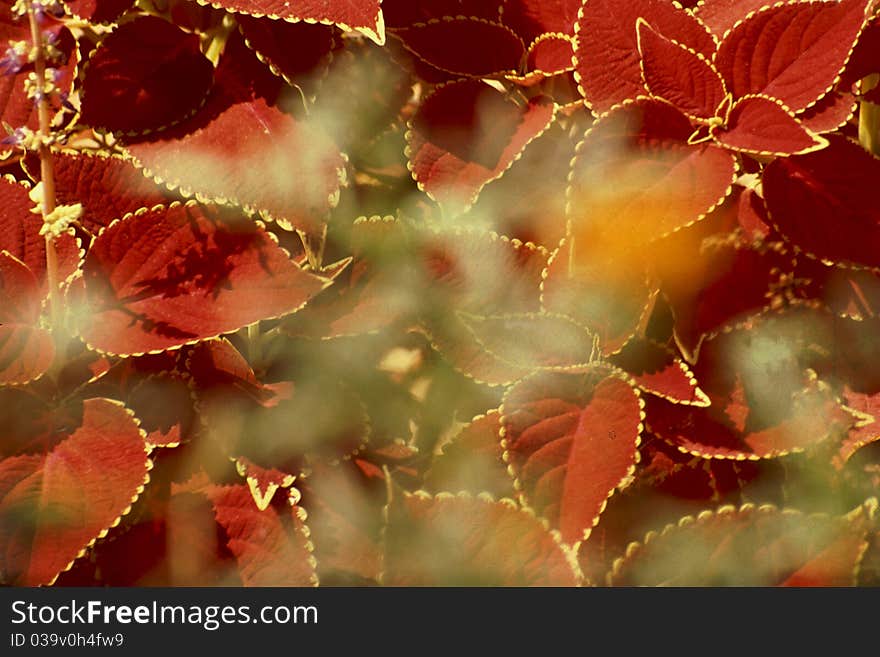 Golden Rimmed Foliage