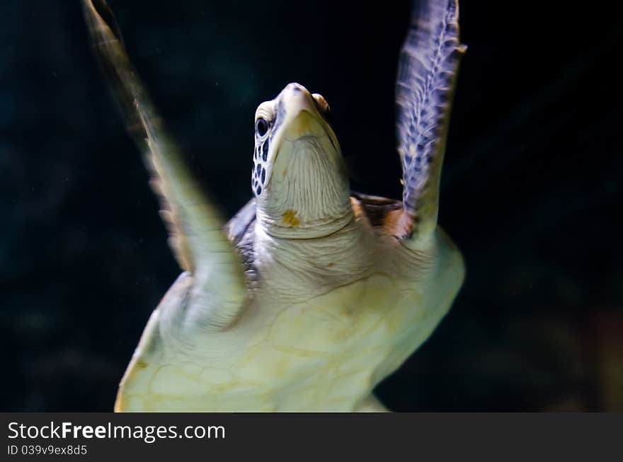 Underwater Sea turtle