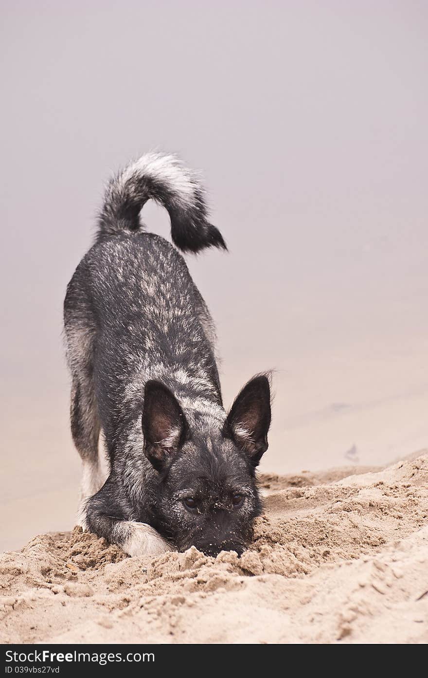 Doggy at the autumn beach