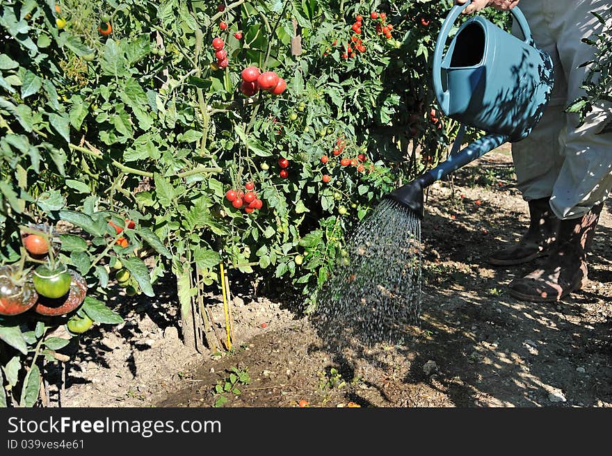 Watering vegetable garden by the farmer. Watering vegetable garden by the farmer