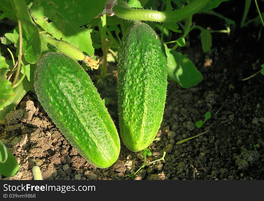 Cucumbers on the bush. Green ripe vegetables.