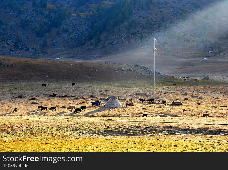 Horses around mongolian yurt