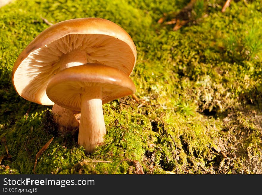 Mushrooms In The Forest