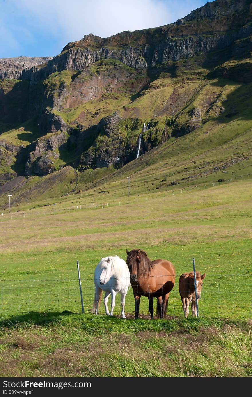 Icelandic horses