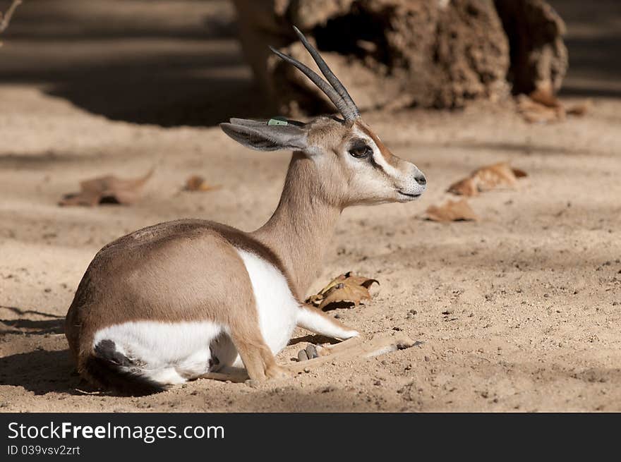 Dorcas Gazelle Laid Down