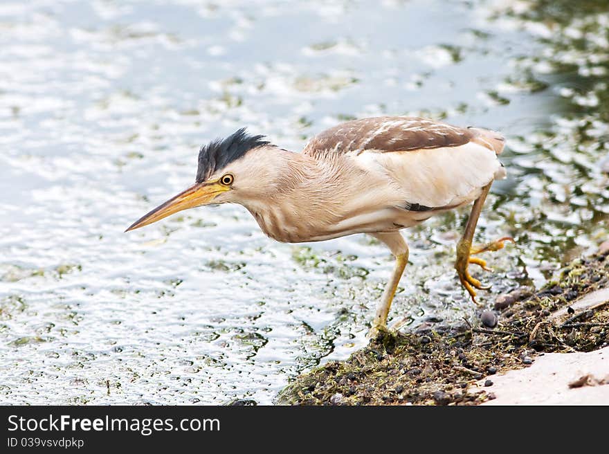 Little bittern, adult, female / Ixobrychus minutus