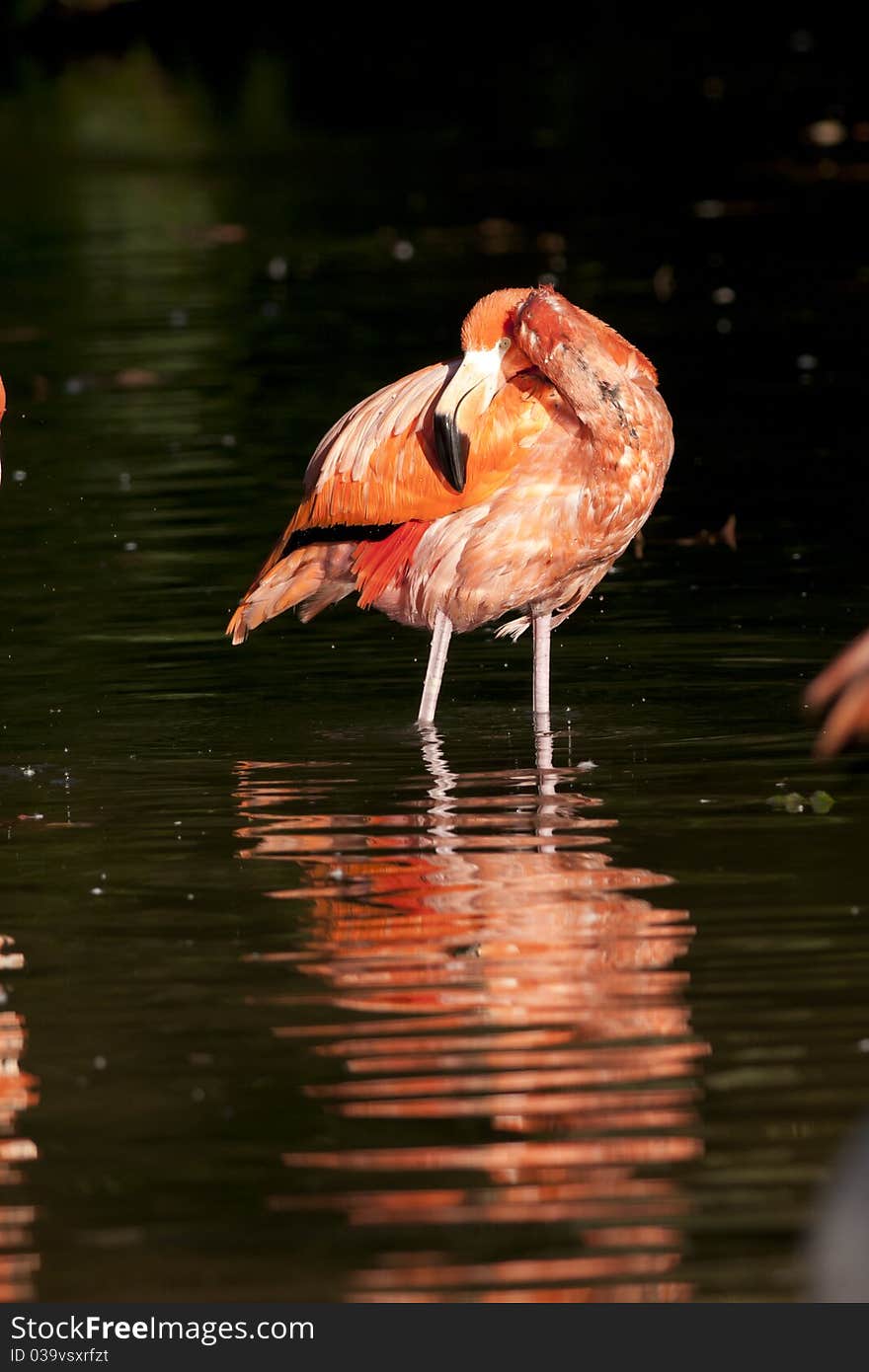 Pink Flamingo Standing