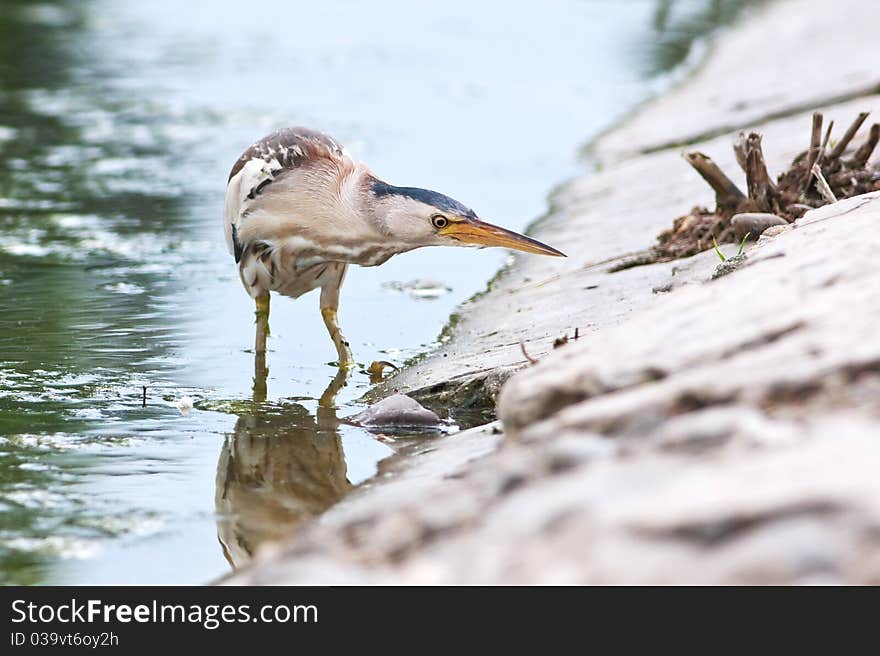 Little bittern, adult, female / Ixobrychus minutus