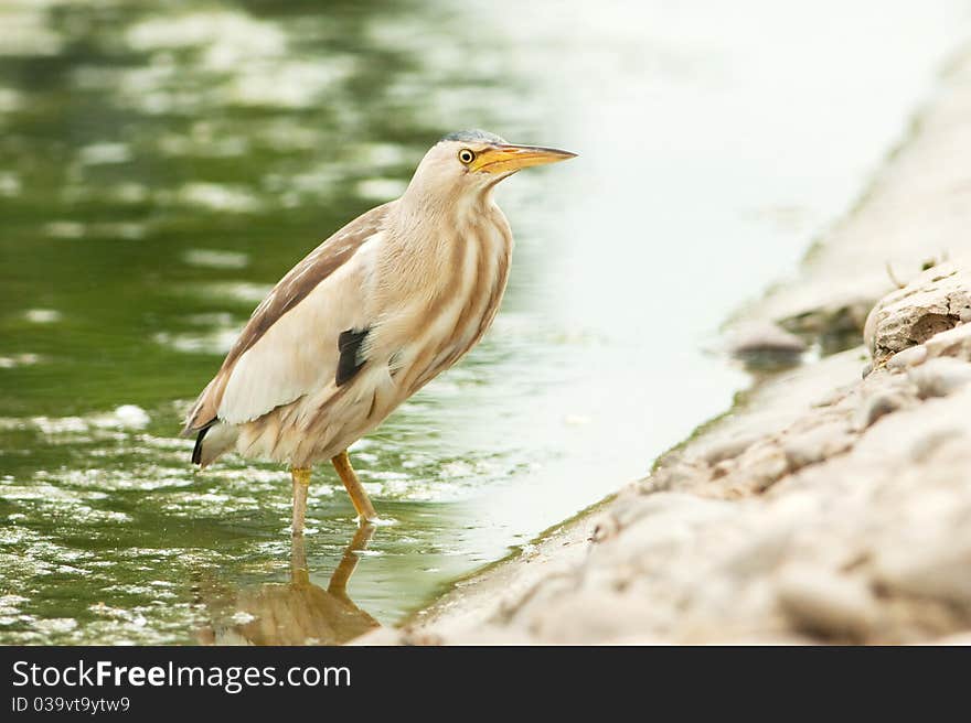 Little bittern, adult, female / Ixobrychus minutus