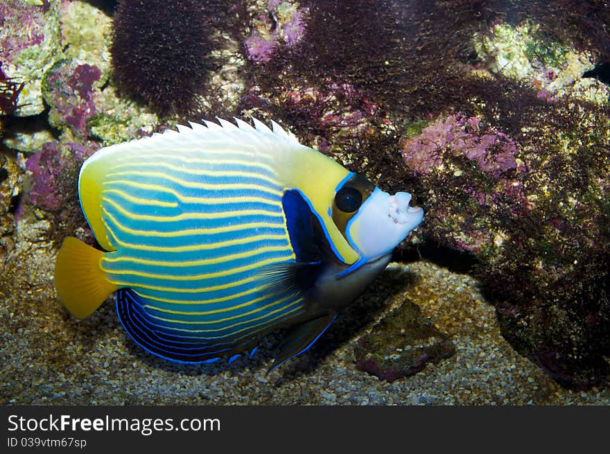 Emperor Angelfish in Coral Reef Aquarium