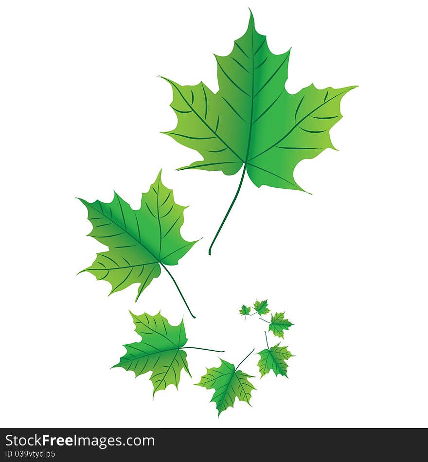 Maple leafs in spiral - illustration