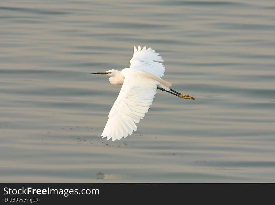 Little Egret (Egretta garzetta)