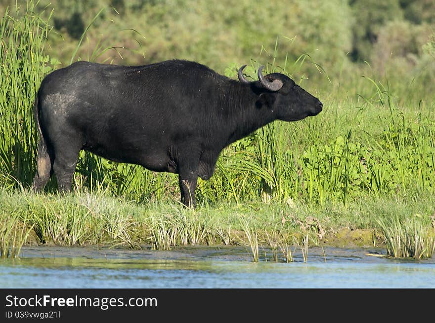 Water Buffalo (female) grazing