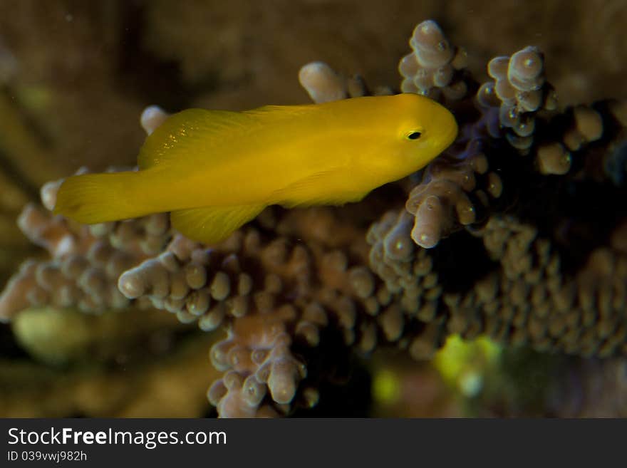 Citron Clown Goby