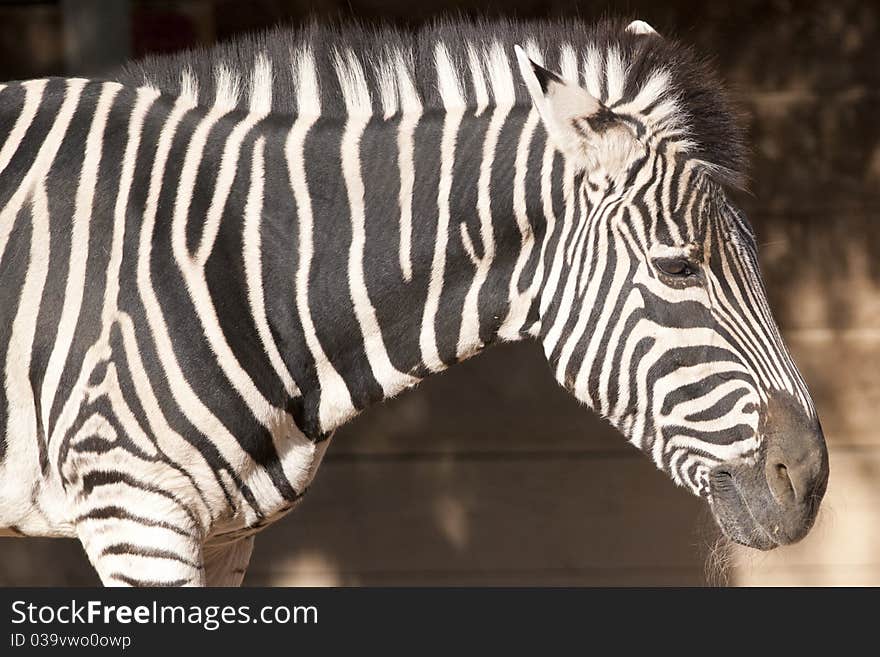 Zebra Portrait