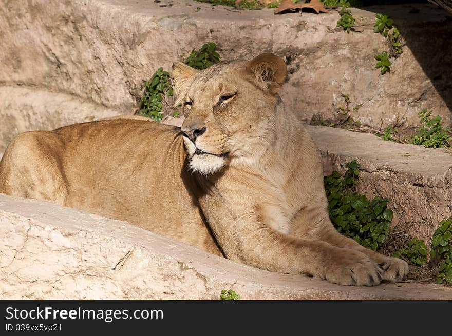 Lioness resting