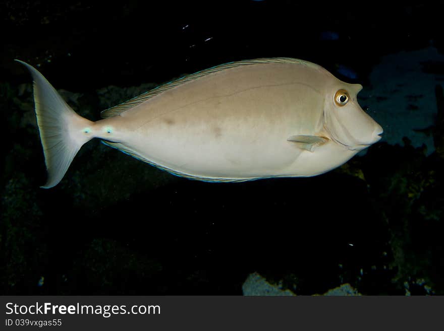 Bluespine Unicornfish, Unicorn Tang (Naso unicornis) in Aquarium