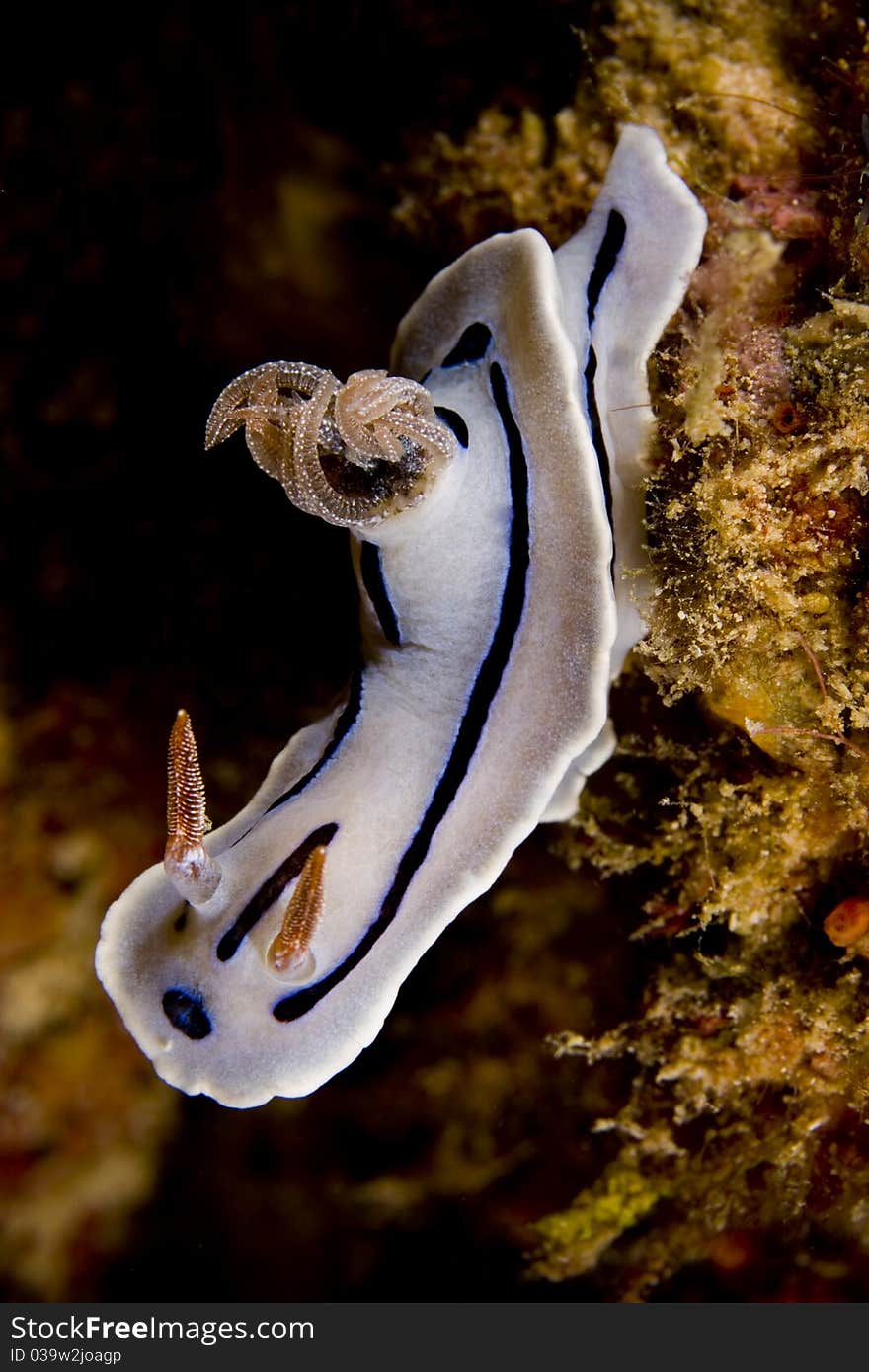 Chromodoris willani nudibranch portrait