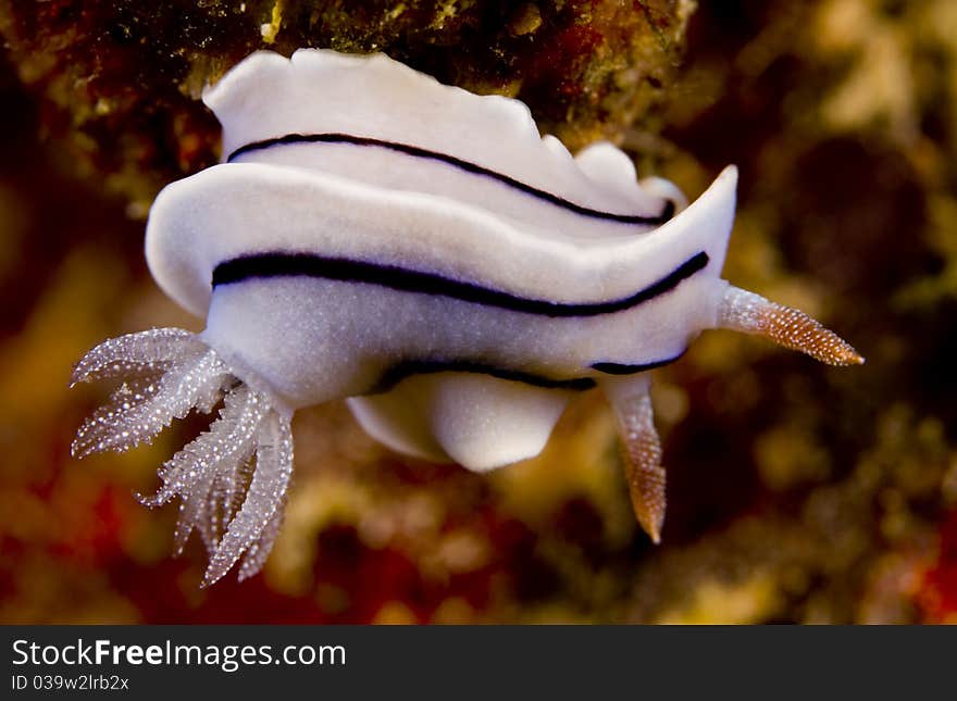 Chromodoris willani nudibranch (sea slug). Taken in the Wakatobi, Indonesia.