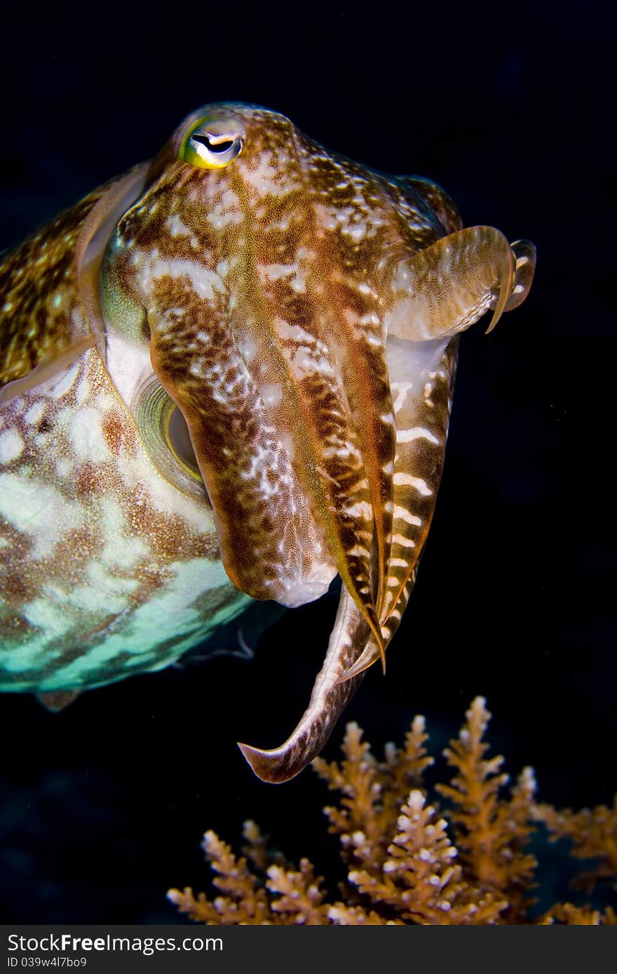 Cuttlefish above coral on dark background