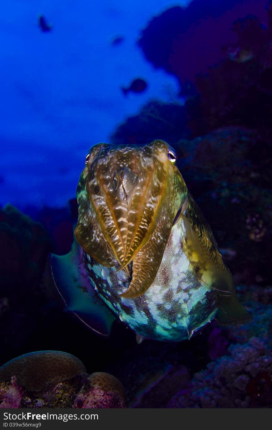 Cuttlefish floating above a coral reef