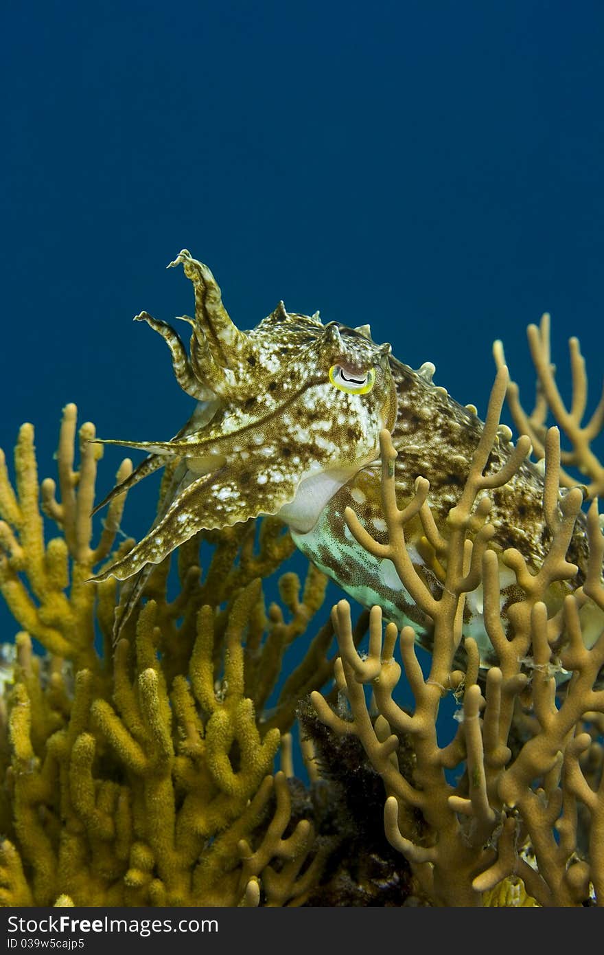 Cuttlefish in soft coral