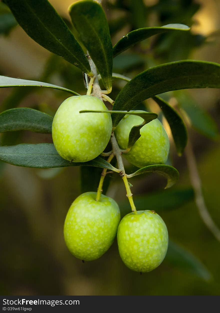 Sprig With Green Olives, Macro