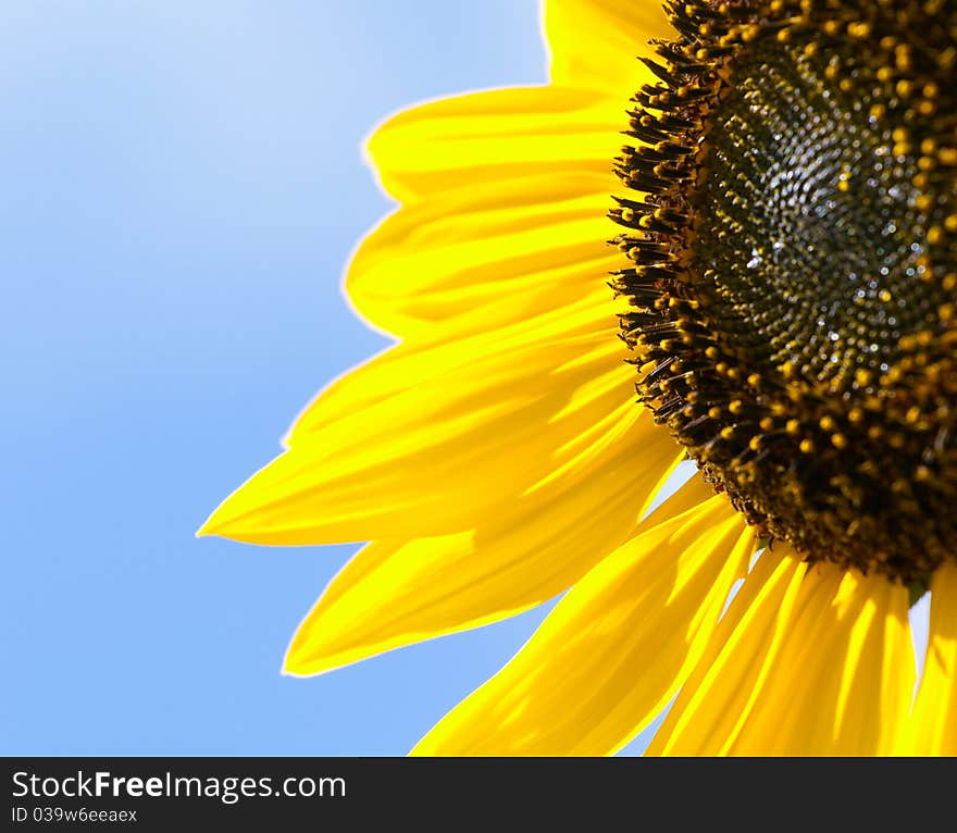 Beautiful sunflower against blue sky