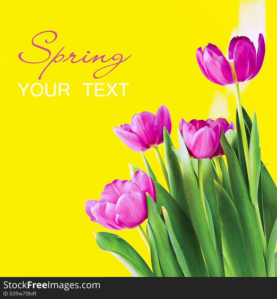 Bunch of tulips with yellow background. Bunch of tulips with yellow background